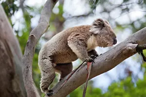 Balancing: Koala (Phascolarctos cinereus) in tree
