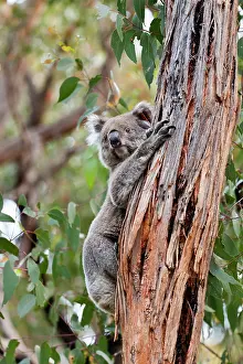 Canopy: Koala (Phascolarctos cinereus) in tree
