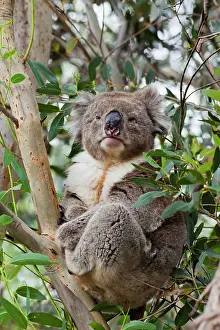 Canopy: Koala (Phascolarctos cinereus) in tree