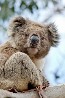 Canopy: Koala (Phascolarctos cinereus) in tree