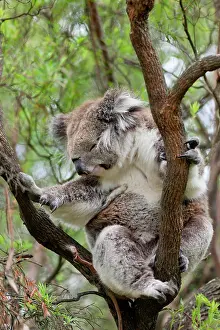 Canopy: Koala (Phascolarctos cinereus) in tree