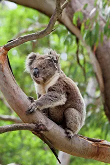 Balancing: Koala (Phascolarctos cinereus) in tree