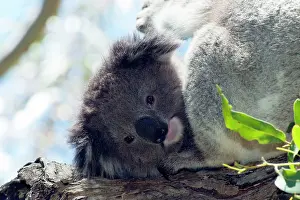 Koalas: Koala - resting