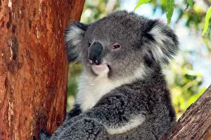 Koalas: Koala - resting