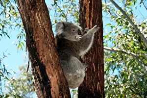 Koalas: Koala - resting
