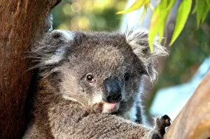 Koalas: Koala - resting