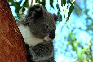 Koalas: Koala - resting