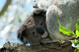 Koalas: Koala - resting