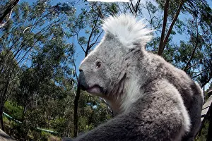 Koalas: Koala - resting