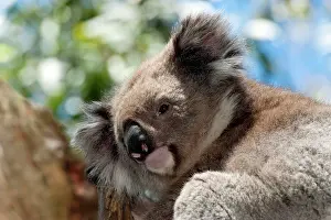Koalas: Koala - resting