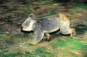 Koalas: Koala - running on ground