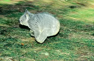 Koalas: Koala - running on ground