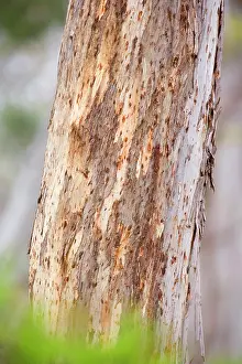 Marks: Koala scratch marks - deep marks on a Manna Gum