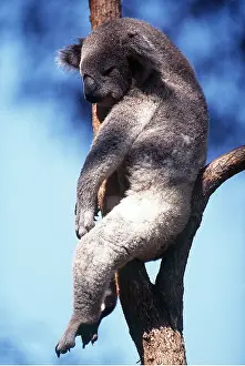 Contentment: KOALA - sleeping in tree