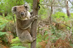 Steffen & Alexandra Sailer: Koala - strong male
