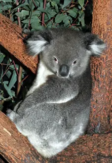 Phascolarctos: Koala - in tree
