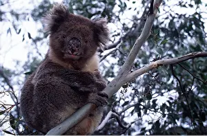 Koala: KOALA - in tree