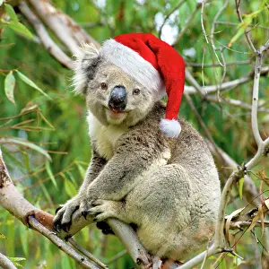 John Cancalosi: Koala - in tree