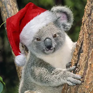 070219: Koala wearing Christmas hat