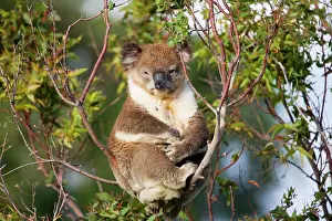 Koalas: Koala - A wild animal resting by day along Cape