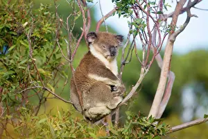 Koalas: Koala - A wild animal resting by day along Cape