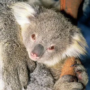 Koalas: Koala - young