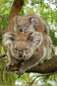 Brian Mcdairmant: Koala - with young on back