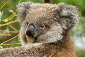 Brian Mcdairmant: Koala - young