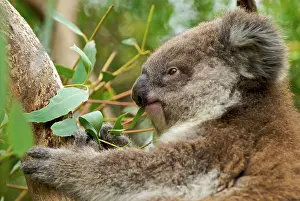 Brian Mcdairmant: Koala - young eating Eucalyptus leaves