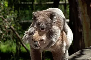 Koalas: Koala - with young piggy-back walking to another food tree