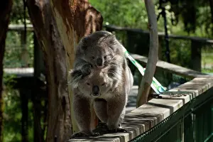 Koalas: Koala - with young piggy-back walking to another food tree