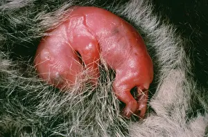 Pouches: Koala - young in pouch