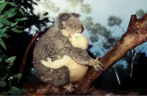 Albino: Koalas - Mother with albino baby hugging