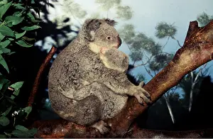 Koala: Koalas - Mother with baby