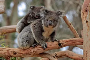 Koala: Koalas (Phascolarctos cinereus), mother with young