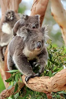 Koala: Koalas (Phascolarctos cinereus), mother with young