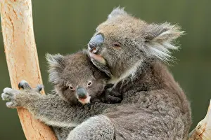 Koala: Koalas (Phascolarctos cinereus), mother with young