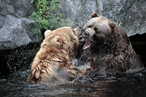 Middendorffi: Kodiak Bear - 2 animals fighting in lake