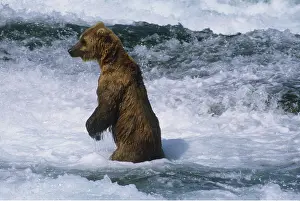 Salmon: Kodiak BEAR fishing for salmon in river