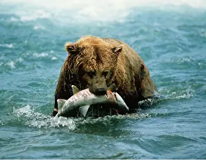 Biting: KODIAK BEAR - with salmon fish in mouth
