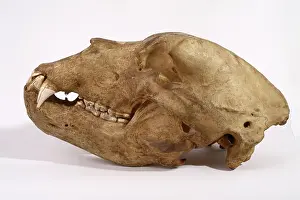 Middendorfi: Kodiak Bear Skull