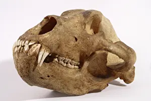 Middendorfi: Kodiak Bear Skull
