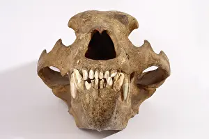 Middendorfi: Kodiak Bear Skull
