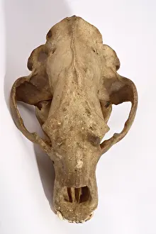 Middendorfi: Kodiak Bear Skull