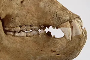Middendorfi: Kodiak Bear Skull