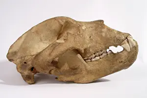 Middendorfi: Kodiak Bear Skull