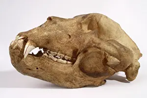 Middendorfi: Kodiak Bear Skull