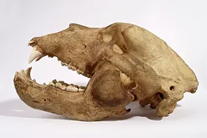 Middendorfi: Kodiak Bear Skull