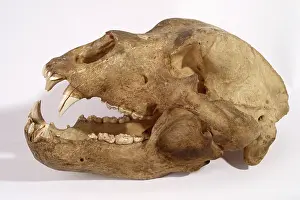 Middendorfi: Kodiak Bear Skull