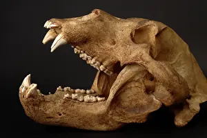 Middendorfi: Kodiak Bear Skull